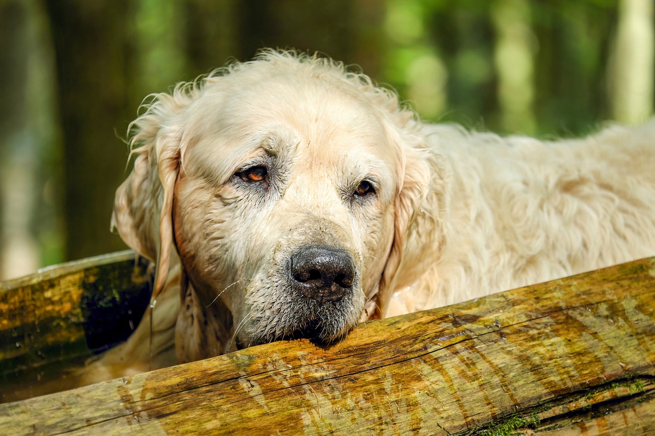 Insights into aging dogs and their revealing signs